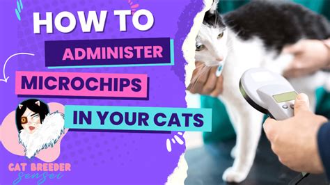 microchips for cats tutorial